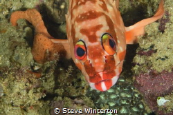 Rockcod Just Watching us pass by. by Steve Winterton 
